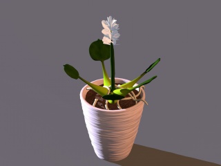仿真白色花卉C4D模型