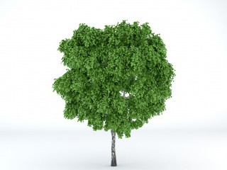 茂密树木景观C4D模型