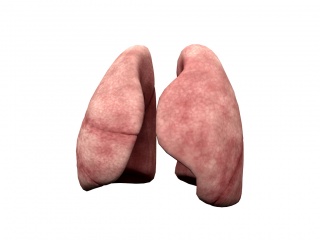 人体标本肺C4D模型