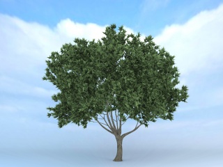 绿树C4D模型