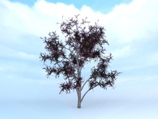 樱花树C4D模型