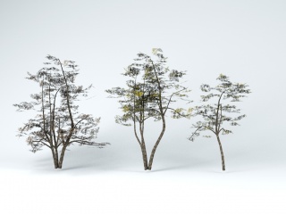 树木C4D模型