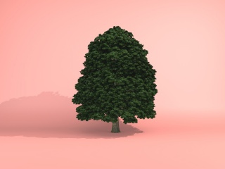 道路绿化树C4D模型