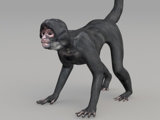 现代野生动物猴子C4D模型
