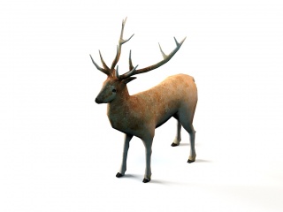 小动物鹿C4D模型
