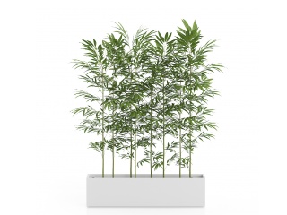 家居植物富贵竹子C4D模型