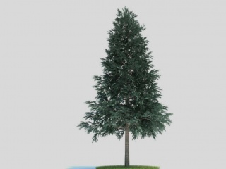 现代植物树木松柏C4D模型