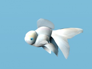现代水族金鱼C4D模型