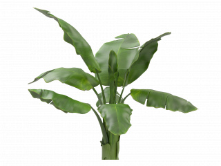 立体绿色大叶植物C4D模型