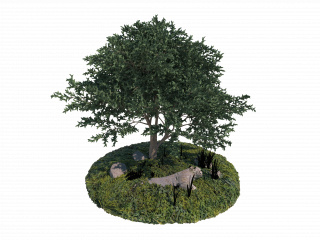 立体植物花草树木C4D模型