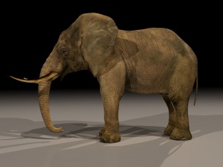 动物大象C4D模型