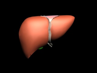 肝脏C4D模型
