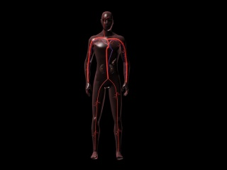 人体动静脉血管C4D模型