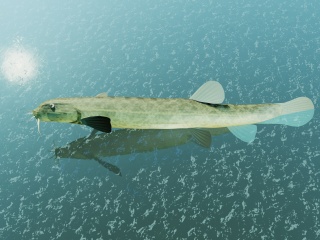 黄色鱼C4D模型