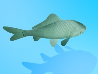 鲫鱼C4D模型