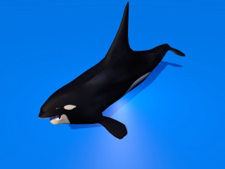 黑鱼C4D模型