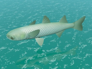 大头鱼C4D模型