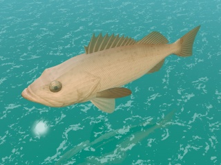 小金鱼C4D模型