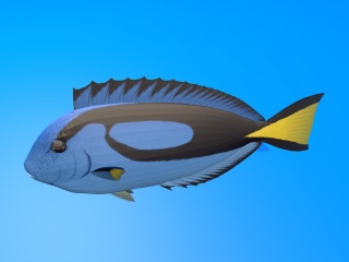 观赏鱼C4D模型