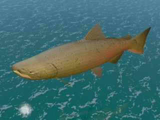 黄色鲶鱼C4D模型