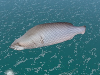 海鱼C4D模型