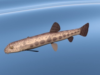 长条海鱼C4D模型