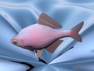 鱼类C4D模型