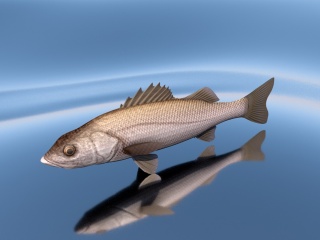 黄立鱼C4D模型