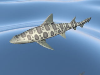 飞机鱼C4D模型