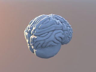 大脑C4D模型