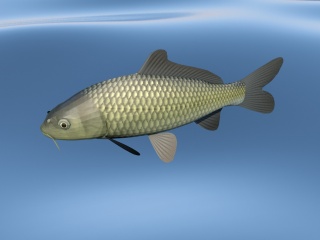 草鱼C4D模型