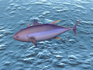 大肚鱼C4D模型