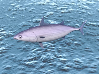 黑旗鱼C4D模型