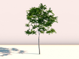 室外树木C4D模型