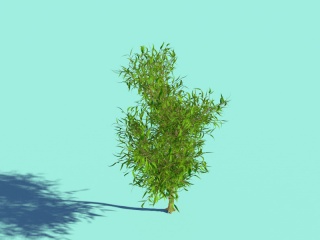 绿叶灌木C4D模型