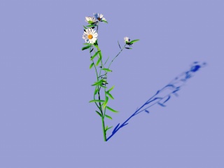 白色菊花C4D模型
