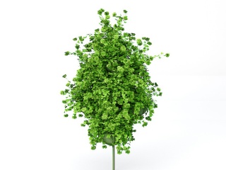 绿色植物C4D模型