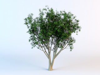 景观树木C4D模型