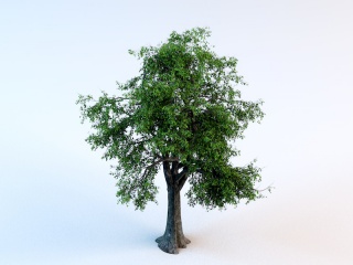 绿化树木C4D模型