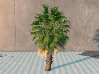 茂盛棕榈树C4D模型
