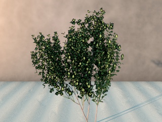 柿子树C4D模型