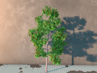 绿化树苗山楂树C4D模型