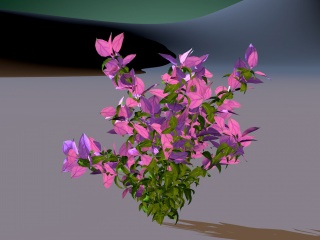 紫叶花草C4D模型