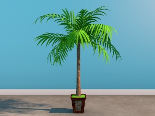 袖珍椰子树C4D模型