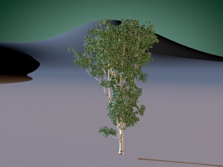 茂盛大树C4D模型