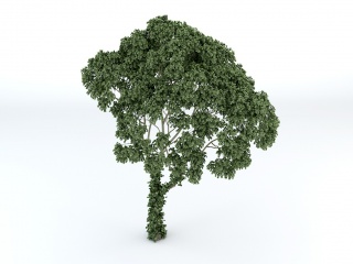 茂盛伞状树木C4D模型