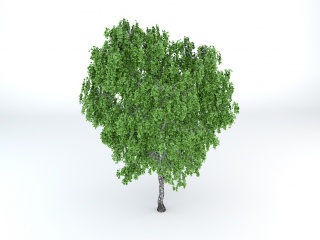 茂盛杨树C4D模型