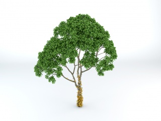 伞状树木C4D模型
