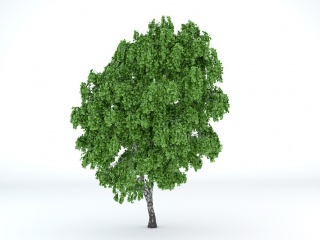 茂密树木C4D模型