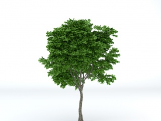景区植物树木C4D模型